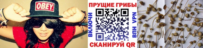 дарк нет телеграм  Соль-Илецк  Псилоцибиновые грибы мицелий  mega онион 